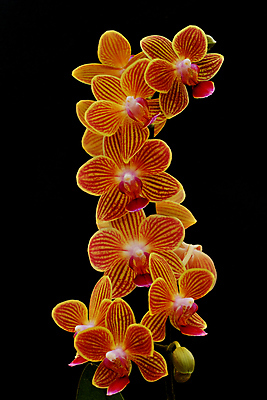 포토 JPG 해외이미지 식물 꽃잎 꽃 분홍색 잎 꽃무늬 오렌지 자연 사람없음 장식 빨간색 컬러풀 노란색 정원 보라색 검은색 벚꽃 나뭇가지 난초 우아함 내추럴 고립 이국적 해외202004 해외포토 나무 컬러 컨셉 무늬 과일 생태계 파일형식 이미지허브