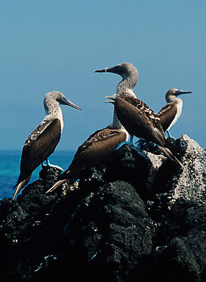 포토 JPG 해외이미지 공원 바다 섬 발 자연 조류 하늘 종류 앉기 사람없음 야외 물 파란색 검은색 미국 흰색 그룹 에코 태평양 5 암초 에콰도르 갈라파고스 남쪽 물갈퀴 스페인어 양발 전국 해외202004 해외포토 자연요소 동물 공공시설 컬러 북아메리카 모션 신체부위 숫자 환경 남아메리카 방향 생태계 파일형식 이미지허브
