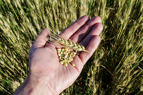 포토 JPG 해외이미지 식물 백인 손 음식 빵 백그라운드 밭 농업 손가락 자연 건강 옥수수 씨앗 사람 사람없음 여름 농장 농경지 수확 시골 닫기 낟알 밀 먹기 유기농 흙더미 밭일 숙성 해외202004 해외포토 서양인 웰빙 계절 산업 모션 곡류 신체부위 흙 생태계 파일형식 더미 이미지허브