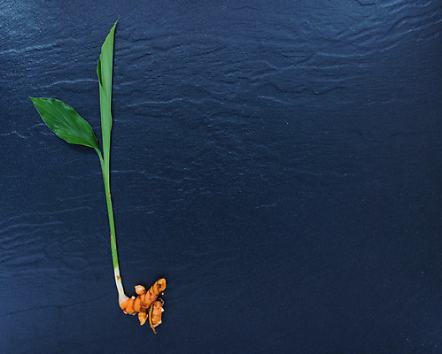 포토 JPG 해외이미지 얼굴 음식 줄기 백그라운드 재료 건조 건강 가면 사람없음 약 스파 목욕 화장품 신선 마사지 황금 씻기 가루 인도인 철 허브 향신료 유기농 날것 아로마 뿌리 테라피 내추럴 총쏘기 강황 해외202004 해외포토 외국인 식물 웰빙 식재료 의학 모션 동양인 신체부위 뷰티 청결 향미료 파일형식 이미지허브