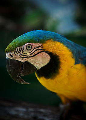 포토 JPG 해외이미지 날개 자연 조류 사람없음 파란색 노란색 머리 깃털 부리 앵무새 동물상 해외202004 해외포토 동물 컬러 신체부위 조형물 생태계 파일형식 이미지허브