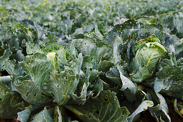 포토 JPG 해외이미지 식물 음식 잎 농업 채소 자연 건강 사람없음 초록색 농장 정원 활발 수확 성장 신선 유기농 양배추 날것 채식주의자 세련 해외202004 해외포토 웰빙 산업 컬러 컨셉 생태계 채식 파일형식 이미지허브