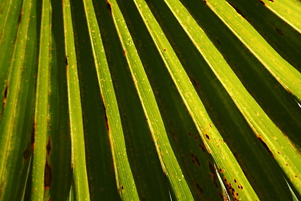 포토 JPG 해외이미지 선 잎 패턴 열대 손바닥 사람없음 가로 초록색 부채 묘사 질감 떠남 플로리다 해외202004 해외포토 식물 손 컬러 무늬 모션 미국 파일형식 이미지허브