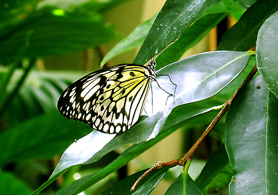 포토 JPG 해외이미지 식물 동물 나비 곤충 잎 꽃무늬 날개 안테나 동물원 사람없음 초록색 컬러풀 노란색 검은색 흰색 생물학 말레이시아 동물상 해외202004 해외포토 교육 꽃 아시아 컬러 무늬 통신 조형물 파일형식 이미지허브