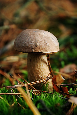 포토 JPG 해외이미지 식물 재료 자연 사람없음 갈색 버섯 가을 신선 맛 숲 먹기 향기 곰팡이 식용 해외202004 해외포토 계절 컬러 컨셉 모션 생태계 냄새 파일형식 이미지허브