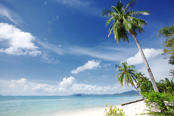 포토 JPG 해외이미지 식물 모래 바다 섬 여행 하늘색 잎 태국 자연 사람없음 여름 태양 수영 기쁨 휴게실 선탠 크루즈 휴양지 몰디브 해외202004 해외포토 자연요소 계절 감정 아시아 배_교통 파란색 장소 수상스포츠 생태계 파일형식 이미지허브