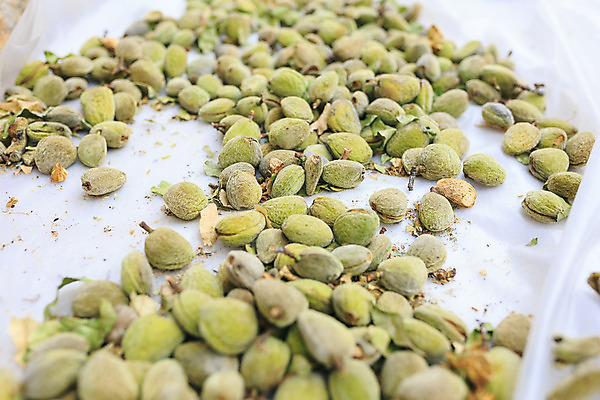 포토 JPG 해외이미지 나무 식물 잎 농업 사람없음 야외 초록색 정원 견과류 성장 껍질 나뭇가지 피부 아몬드 내추럴 식용 채식주의자 해외202004 비건음식 해외포토 산업 음식 컬러 신체부위 채식 파일형식 비건 이미지허브