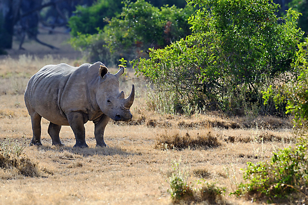포토 JPG 해외이미지 동물 1 공원 얼굴 야생동물 백그라운드 신체 포유류 아프리카 자연 뿔 종류 서기 사람없음 야외 검은색 힘 회색 흰색 아기 황무지 닫기 보호 위험 큼 사파리 피부 멸종 케냐 코뿔소 남쪽 송아지 고립 동물상 전국 해외202004 해외포토 공공시설 나라 새끼 컬러 컨셉 모션 사람 신체부위 조형물 소 크기 방향 생태계 파일형식 이미지허브