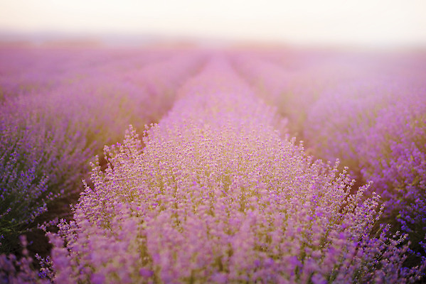 포토 JPG 해외이미지 식물 꽃 유럽 여행 백그라운드 밭 자연 하늘 풍경 사람없음 야외 여름 보라색 일몰 프랑스 안개 제비꽃 향수 아로마 아로마테라피 라벤더 노려봄 프랑스어 해외202004 해외포토 문자 계절 나라 컬러 농업 날씨 표정 노을 화장품 허브 생태계 테라피 파일형식 이미지허브