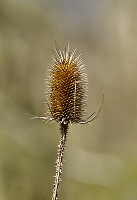포토 JPG 해외이미지 식물 꽃 곤충 자연 씨앗 사람없음 날카로움 해외202004 해외포토 동물 생태계 파일형식 이미지허브