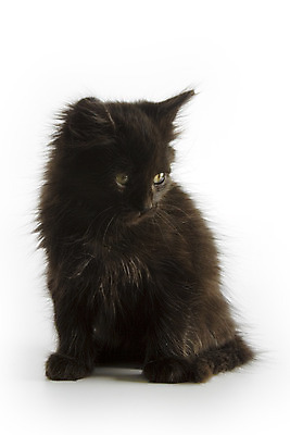 포토 JPG 해외이미지 동물 사람없음 반려동물 검은색 고양이 미니어처 아기 달콤 작음 모피 동반자 해외202004 해외포토 컬러 포유류 사람 모형 맛 크기 파일형식 이미지허브