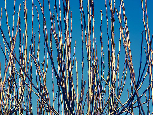 포토 JPG 해외이미지 식물 외관 계절 선 백그라운드 패턴 자연 하늘 추상 스웨덴 사람없음 야외 파란색 갈색 노란색 정원 봄 나뭇가지 닫기 유기농 원예 내추럴 스칸디나비아 해외202004 해외포토 나무 웰빙 컬러 무늬 모션 북유럽 취미 생태계 파일형식 이미지허브