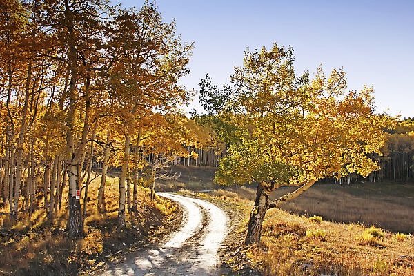 포토 JPG 해외이미지 나무 도로 잎 오렌지 자연 하늘 산 풍경 사람없음 야외 초록색 파란색 컬러풀 햇빛 태양 노란색 미국 가을 소나무 황무지 닫기 숲 먼지 지역 파열 전국 콜로라도 해외202004 해외포토 자연요소 식물 계절 길 컬러 북아메리카 과일 교통시설 모션 생태계 파일형식 이미지허브