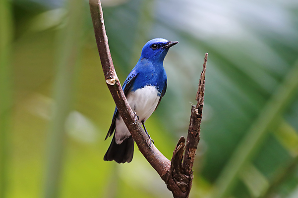 포토 JPG 해외이미지 나무 동물 여자 남자 아시아 얼굴 야생동물 백그라운드 날개 자연 조류 사람없음 야외 목재 가로 초록색 컬러풀 머리 환경 나뭇가지 막대기 닫기 숲 깃털 꼬리 부리 서식지 생태학 이국적 해외202004 해외포토 식물 교육 나라 컬러 재료 모션 사람 신체부위 생태계 파일형식 이미지허브
