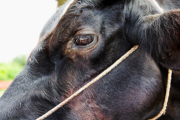 포토 JPG 해외이미지 동물 응시 얼굴 전구 공 포유류 자연 털 사람없음 농장 갈색 지구본 머리 가축 소 닫기 눈동자 속눈썹 황소 기르기 해외202004 해외포토 시선 컬러 농업 모션 신체부위 눈_신체부위 눈썹 생태계 돌봄 파일형식 이미지허브