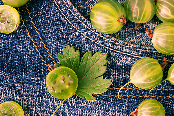 포토 JPG 해외이미지 식물 계절 열매 음식 백그라운드 잎 농업 다이어트 과일 재료 자연 건강 사람없음 목재 초록색 여름 파란색 노란색 바구니 정원 수확 나뭇가지 청바지 신선 그룹 시장 달콤 맛 과수원 먹기 유기농 원예 날것 7월 내추럴 구스베리 바이오 숙성 채식주의자 비건 해외202004 해외포토 나무 웰빙 산업 컬러 컨셉 바지 모션 취미 날짜 생태계 채식 파일형식 이미지허브