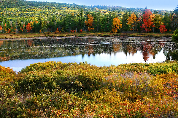 포토 JPG 해외이미지 나무 계절 공원 잎 자연 하늘 풍경 사람없음 야외 목재 빨간색 초록색 파란색 컬러풀 노란색 가을 시골 숲 10월 땅바닥 해외202004 해외포토 식물 공공시설 컬러 재료 바닥 날짜 생태계 파일형식 이미지허브