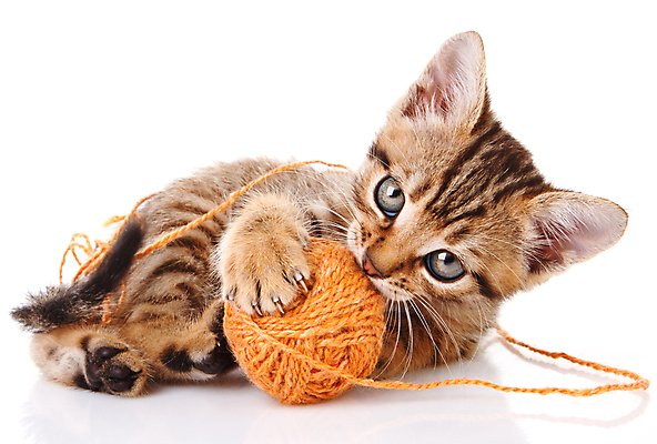 포토 JPG 해외이미지 동물 1 백그라운드 장난 공 자연 수염 털 앉기 사람없음 반려동물 귀여움 고양이 우정 회색 흰색 아기 작음 호기심 꼬리 얼룩무늬 솜털 고립 특별함 해외202004 해외포토 감정 컬러 컨셉 무늬 포유류 모션 사람 친구 크기 생태계 파일형식 이미지허브