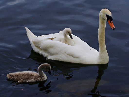 포토 JPG 해외이미지 응시 호수 어린이 오렌지 가족 조류 병아리 손잡이 사람없음 물 머리 검은색 수영 힘 회색 흰색 자신감 먹기 깃털 백조 목 계산서 돌봄 벙어리 해외202004 해외포토 자연요소 동물 시선 감정 컬러 과일 관계 모션 사람 신체부위 수상스포츠 파일형식 이미지허브