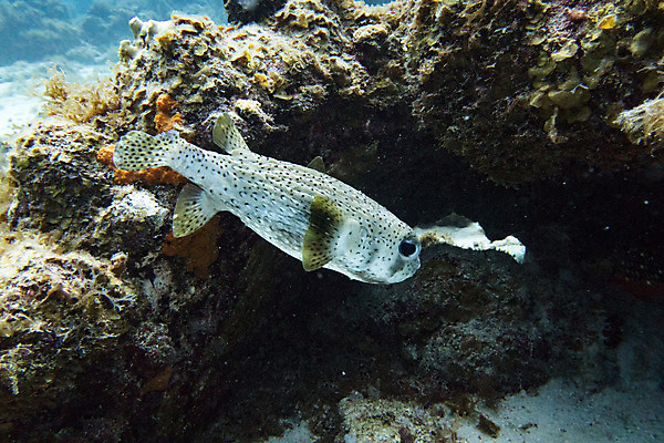 포토 JPG 해외이미지 동물 야생동물 바다 패턴 어류 사람없음 여름 파란색 수중 산호 다이빙 암초 풍선 해외202004 해외포토 계절 컬러 무늬 수영 수중동물 자포동물 수중스포츠 파일형식 이미지허브