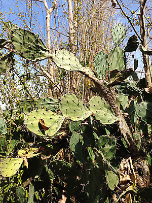 포토 JPG 해외이미지 식물 공원 백그라운드 자연 하늘 새로움 멕시코 선인장 건조 풍경 사람없음 야외 산타클로스 일몰 사막 수확 애리조나 내추럴 라스베가스 미신 해외202004 해외포토 공공시설 컨셉 크리스마스 북아메리카 농업 노을 미국 생태계 파일형식 이미지허브