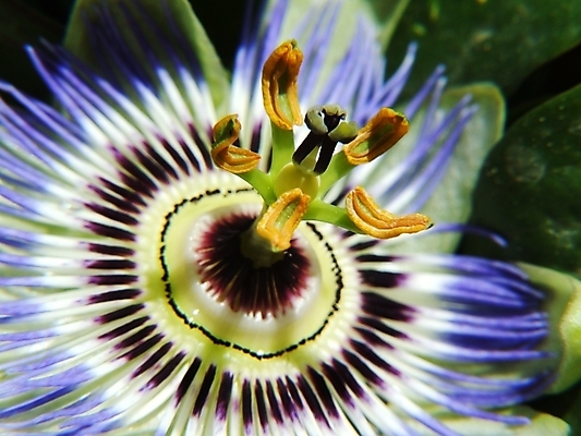 포토 JPG 해외이미지 식물 사람없음 꽃가루 해외202004 해외포토 가루 파일형식 이미지허브