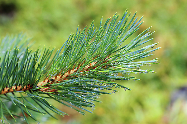 포토 JPG 해외이미지 나무 식물 백그라운드 자연 표면 잔디 사람없음 야외 장식 초록색 물 여름 빛 햇빛 반사 일출 환경 정원 젖음 성장 물방울 신선 원형 액체 이슬 빗방울 순수 질감 전나무 내추럴 여의주 해외202004 해외포토 자연요소 도형 계절 컬러 컨셉 태양 노을 비_날씨 생태계 파일형식 이미지허브