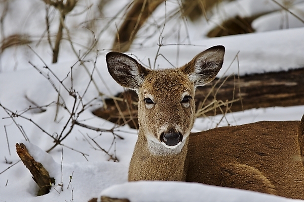 포토 JPG 해외이미지 나무 응시 야생동물 백그라운드 캐나다 겨울 사슴 털 사람없음 갈색 검은색 놀람 회색 흰색 숲 그림 엽서 귀 고립 흥미 해외202004 해외포토 식물 동물 시선 계절 감정 컬러 컨셉 북아메리카 포유류 표정 신체부위 편지 파일형식 이미지허브