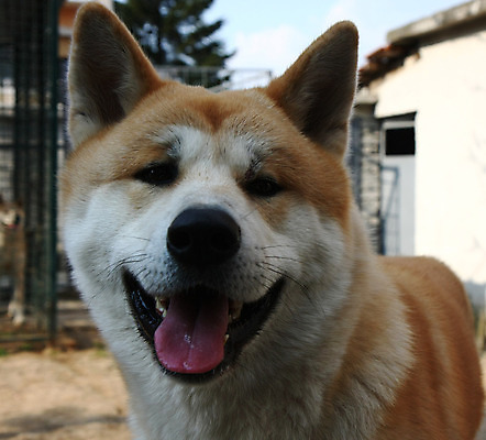 포토 JPG 해외이미지 동물 얼굴 사람없음 반려동물 일본 힘 용기 자신감 개 위험 큼 근육질 고체 기르기 지능 힘찬 해외202004 해외포토 그릇 감정 아시아 컨셉 포유류 근육 신체부위 크기 몸매 돌봄 파일형식 이미지허브