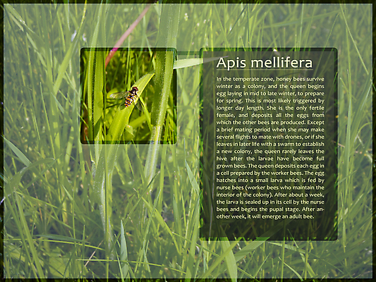 포토 JPG 해외이미지 식물 디자인 꽃잎 꽃 백그라운드 자연 사람없음 그래픽 초록색 여름 파란색 컴퓨터 노란색 스크린 모니터 검은색 봄 흰색 업무 닫기 벌 심볼 사인 데이지 고립 인터페이스 사용자 해외202004 해외포토 계절 컬러 곤충 모션 전자제품 작업 생태계 파일형식 이미지허브