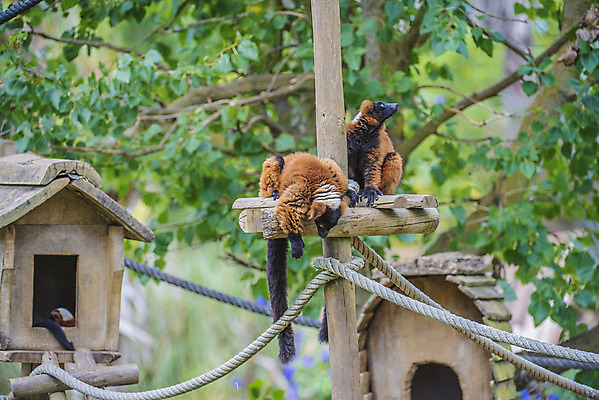 포토 JPG 해외이미지 나무 동물 응시 야생동물 잎 포유류 아프리카 자연 털 사람없음 목재 빨간색 검은색 원숭이 닫기 달콤 치아 숲 열대우림 모피 엿보기 꼬리 사냥 멸종 솜털 마다가스카르 여우원숭이 이국적 해외202004 해외포토 식물 시선 나라 컬러 재료 모션 소화기관 맛 생태계 파일형식 이미지허브
