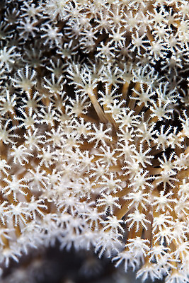 포토 JPG 해외이미지 동물 야생동물 바다 백그라운드 학교 자연 바닥 이집트 어류 사람없음 빨간색 초록색 물 파란색 빛 컬러풀 태양 환경 수중 광선 산호 아래 생태계 소금 부드러움 암초 대서양 내추럴 소금물 이국적 해외202004 해외포토 자연요소 교육 컬러 아프리카 수중동물 감각 자포동물 방향 위치 파일형식 이미지허브