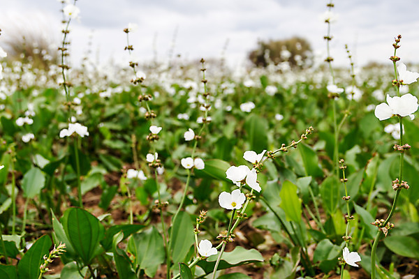 포토 JPG 해외이미지 구름 모래 섬 여행 자연 하늘 날씨 풍경 사람없음 물 여름 태양 일몰 신혼여행 흰색 시골 그림 남쪽 내추럴 뇌우 파라다이스 혼자 해외202004 해외포토 자연요소 계절 컬러 결혼 노을 방향 생태계 파일형식 이미지허브