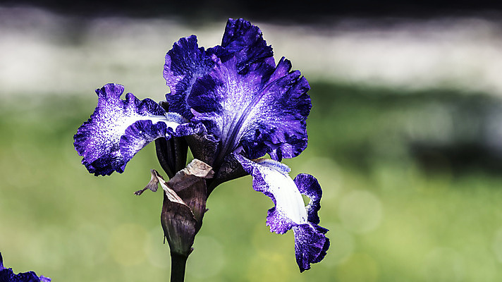 포토 JPG 해외이미지 식물 계절 꽃 꽃다발 잎 자연 날씨 휴식 사람없음 초록색 정원 보라색 화목 힘 봄 에너지 성장 시골 제비꽃 원예 정맥 해외202004 해외포토 컬러 컨셉 취미 생태계 혈관 파일형식 이미지허브