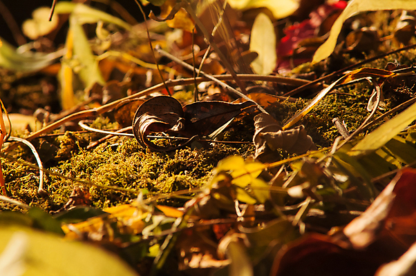 포토 JPG 해외이미지 나무 식물 디자인 계절 공원 지구 백그라운드 컨셉 잎 패턴 오렌지 자연 벽지 따뜻함 파노라마 사람 풍경 사람없음 야외 빨간색 빛 컬러풀 햇빛 태양 노란색 환경 정원 맑음 활발 가을 나뭇가지 신선 황금 숲 유기농 질감 내추럴 고립 생태학 해외202004 해외포토 자연요소 웰빙 공공시설 교육 컬러 무늬 과일 날씨 촬영기법 생태계 파일형식 이미지허브