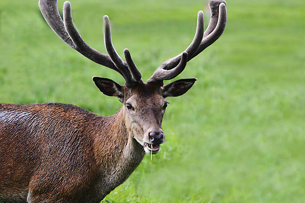 포토 JPG 해외이미지 동물 남자 야생동물 포유류 자연 사슴 뿔 사람없음 빨간색 반추동물 벨벳 해외202004 해외포토 컬러 사람 실크 생태계 파일형식 이미지허브