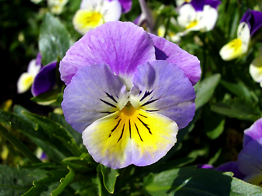 포토 JPG 해외이미지 식물 꽃 자연 선물 사람없음 여름 노란색 정원 보라색 봄 벚꽃 제비꽃 향기 부드러움 내추럴 블러 비올라 타격 해외202004 해외포토 계절 컬러 모션 감각 생태계 냄새 파일형식 찰현악기 이미지허브