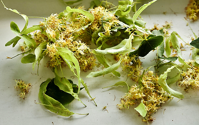 포토 JPG 해외이미지 나무 꽃잎 꽃 음식 잎 꽃무늬 재료 자연 건조 건강 사람없음 치료 약 노란색 벚꽃 흰색 나뭇가지 신선 차 약초 다발 허브 유기농 아로마 라임 향 레시피 아로마테라피 흙더미 내추럴 꽃수술 치료제 무알코올 해외202004 해외포토 식물 웰빙 음료 컬러 무늬 과일 의학 흙 풀_식물 생태계 테라피 파일형식 더미 이미지허브