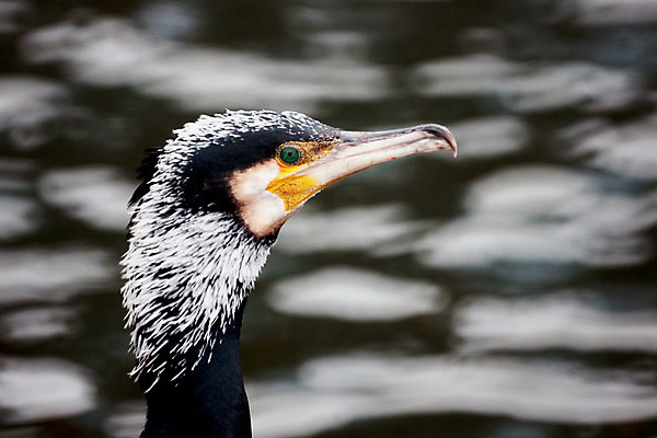 포토 JPG 해외이미지 조류 사람없음 해외202004 해외포토 동물 파일형식 이미지허브