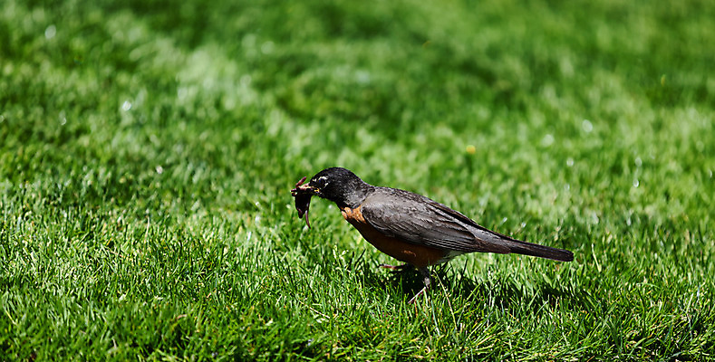포토 JPG 해외이미지 동물 지구 음식 자연 조류 엄마 사람없음 야외 봄 벌레 먹이 먹기 깃털 속도 사냥 해외202004 해외포토 계절 곤충 가족 모션 생태계 파일형식 이미지허브