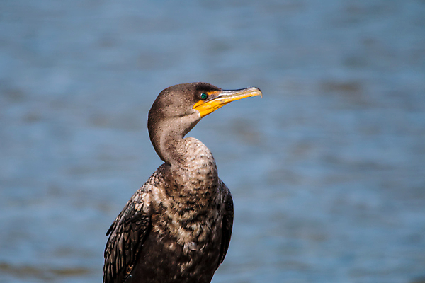 포토 JPG 해외이미지 나무 동물 호수 야생동물 파도 바다 자연 조류 풍경 사람없음 초록색 여름 노란색 환경 맑음 황무지 닫기 습지 큼 깃털 부리 에메랄드 캘리포니아 태평양 석호 로스앤젤레스 고립 더블 해외202004 해외포토 식물 계절 컬러 모션 날씨 미국 크기 보석 생태계 파일형식 이미지허브