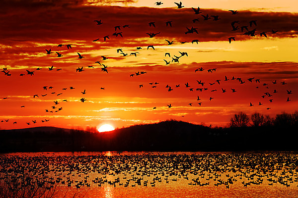 포토 JPG 해외이미지 실루엣 호수 야생동물 백그라운드 이동 겨울 자연 조류 하늘 아침 산 풍경 사람없음 야외 물 태양 일출 검은색 황혼 일몰 봄 새벽 그룹 군중 저녁 사냥 거위 물새 철새 해외202004 해외포토 주간 자연요소 동물 계절 컬러 컨셉 촬영기법 사람 노을 야간 생태계 파일형식 이미지허브