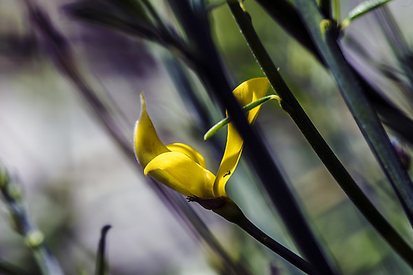 포토 JPG 해외이미지 식물 디자인 꽃잎 꽃 백그라운드 잎 꽃무늬 자연 종류 선물 사랑 사람없음 장식 컬러풀 노란색 에너지 흰색 인사 신선 수분 빗자루 허브 관목 꽃가루 고립 스페인어 해외202004 해외포토 나무 감정 컬러 무늬 예절 가루 청소도구 생태계 파일형식 이미지허브