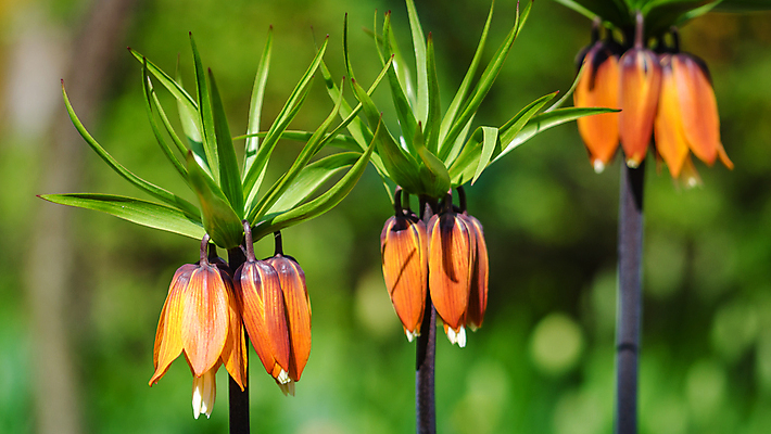 포토 JPG 해외이미지 식물 계절 꽃 분홍색 백그라운드 잎 꽃무늬 밭 자연 풍경 취미 사람없음 초록색 여름 세트 컬러풀 정원 봄 성장 벚꽃 흰색 신선 개화 중앙 원예 데이지 수선화 내추럴 해외202004 해외포토 컬러 무늬 농업 생태계 파일형식 이미지허브