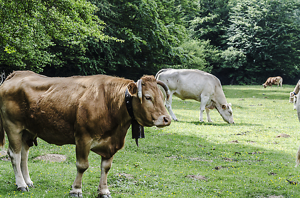 포토 JPG 해외이미지 동물 자연 사람없음 야외 여름 빛 컬러풀 햇빛 농장 갈색 환경 종 흰색 그룹 소 스페인 군중 저녁 숲 무료 해외202004 해외포토 계절 유럽 컬러 농업 포유류 사람 태양 야간 생태계 파일형식 이미지허브