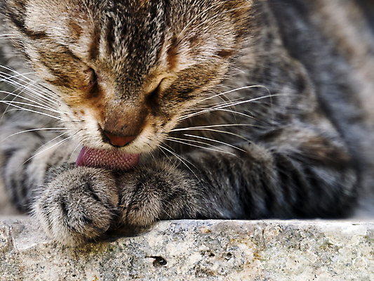 포토 JPG 해외이미지 사람없음 반려동물 고양이 핥기 혀 수의사 몸단장 그루밍 해외202004 해외포토 동물 포유류 모션 의사 입 파일형식 이미지허브