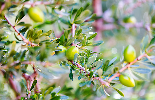 포토 JPG 해외이미지 나무 식물 계절 음식 잎 과일 아프리카 자연 건강 씨앗 사람없음 치료 초록색 화장품 견과류 수확 성장 나뭇가지 신선 피부 피부관리 유기농 모로코 내추럴 돌봄 바이오 숙성 스타일 그리너리 해외202004 해외포토 웰빙 나라 컬러 농업 의학 모션 신체부위 뷰티 생태계 파일형식 트랜드컬러 이미지허브