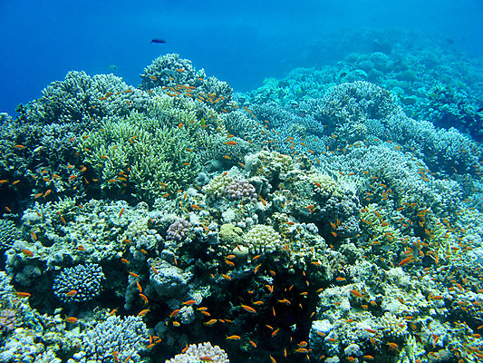 포토 JPG 해외이미지 동물 야생동물 바다 학교 아프리카 자연 이집트 어류 풍경 사람없음 물 파란색 컬러풀 햇빛 바닷속 수중 스노클링 호주 잠수부 생태계 다이빙 인도네시아 태평양 수족관 홍해 인도양 몰디브 카리브해 깊이 소금물 해외202004 해외포토 자연요소 교육 나라 아시아 컬러 태양 수영 수중동물 수상스포츠 오세아니아 전문직 수중스포츠 파일형식 이미지허브