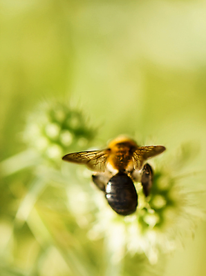 포토 JPG 해외이미지 곤충 스티커 농업 자연 건강 사람없음 농장 고통 벌레 보호 질병 위험 감염 먼지 불쾌함 찌르기 수의사 기생충 몬스터 밭일 위생관리 트러블 해외202004 해외포토 동물 감정 산업 컨셉 의학 모션 관리 의사 바이러스 생태계 파일형식 이미지허브