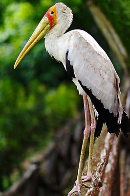 포토 JPG 해외이미지 나무 동물 커플 공원 야생동물 백그라운드 이동 날개 가족 자연 조류 하늘 주택 사랑 어류 앉기 사람없음 야외 빨간색 물 여름 파란색 검은색 봄 자유 흰색 둥지 심볼 깃털 부리 계산서 내추럴 돌봄 동물상 생태학 철책 황새 해외202004 해외포토 자연요소 식물 계절 공공시설 교육 감정 컬러 컨셉 관계 모션 건물 조형물 수중동물 생태계 파일형식 이미지허브